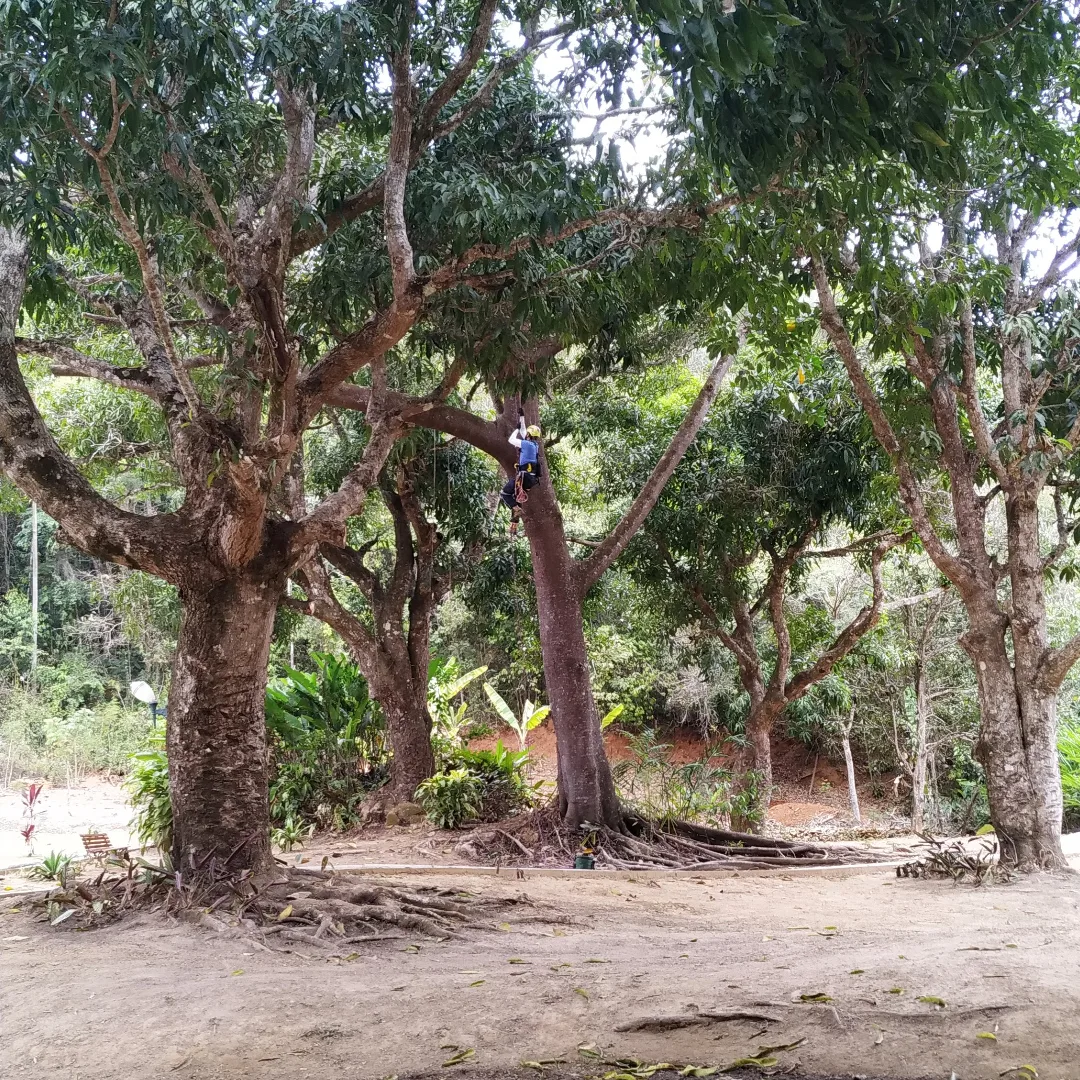 Arborista da Arbolia no alto de uma mangueira, entre árvores de grande porte