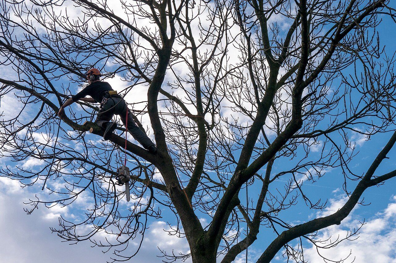Arborista no alto de uma copa sem folhas contra o céu azul